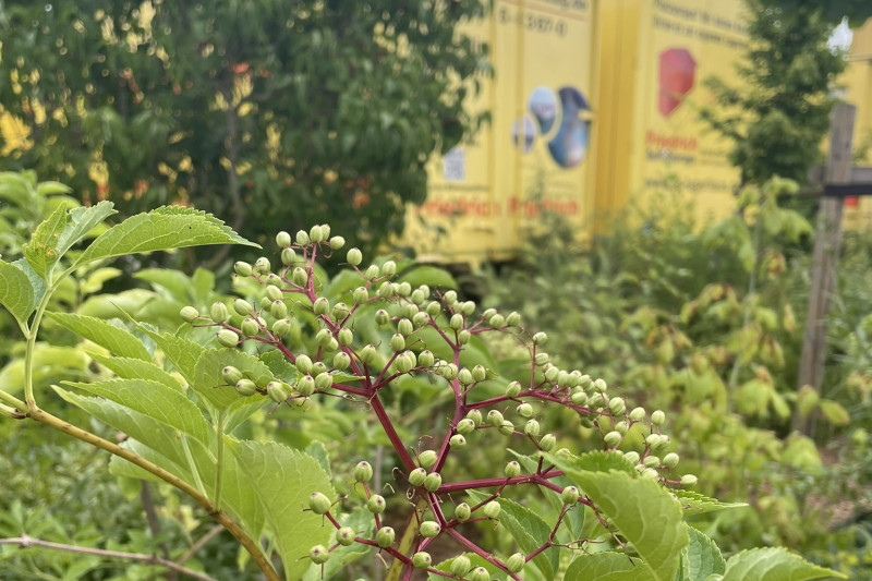 Nahaufnahme eines grünen Strauchs mit unreifen Beeren vor gelben Umzugsfahrzeugen im Hintergrund.