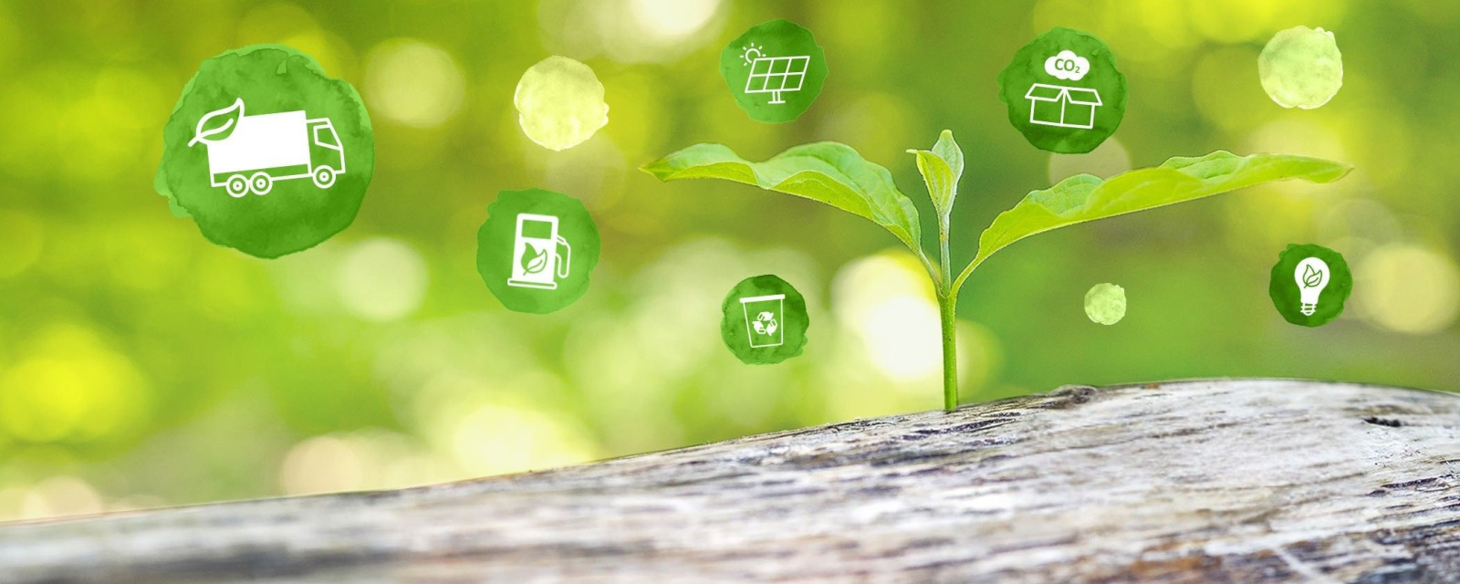 Junger Pflanzentrieb auf einem Baumstamm, umgeben von grünen Icons zu nachhaltiger Logistik, Recycling, CO₂‑Reduktion und erneuerbaren Energien.
